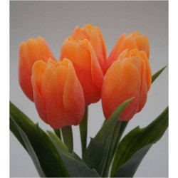 Tulipán na stonku oranžovýTulipán na stonku